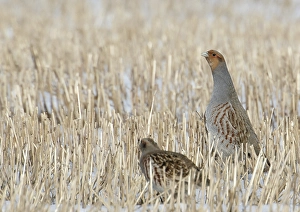 Images Dated 31st March 2008: Patrijs, Grey Partridge, Perdix perdix