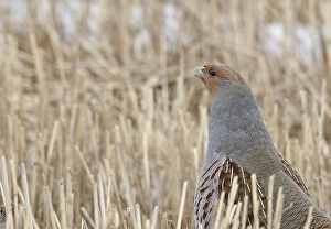 Images Dated 31st March 2008: Patrijs, Grey Partridge, Perdix perdix