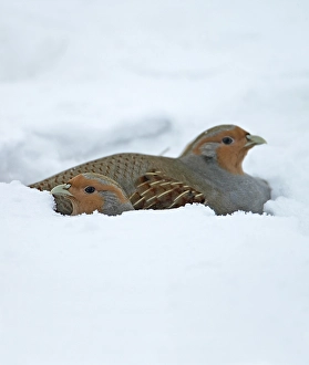 2004 Prints: Patrijs, Grey Partridge, Perdix perdix