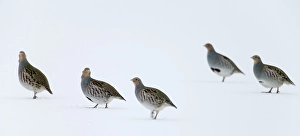 2004 Prints: Patrijs, Grey Partridge, Perdix perdix