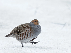 Images Dated 26th January 2015: Patrijs, Grey Partridge, Perdix perdix