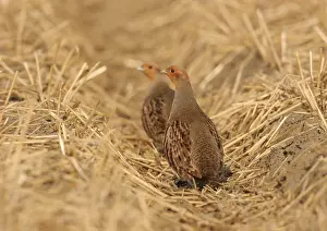 Images Dated 18th February 2006: Patrijs, Grey Partridge, Perdix perdix