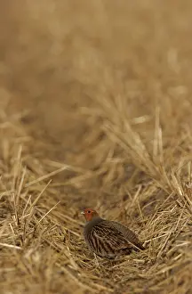 Images Dated 18th February 2006: Patrijs, Grey Partridge, Perdix perdix