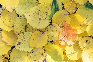 Eurasian Aspen Prints: Pattern of autumn leaves