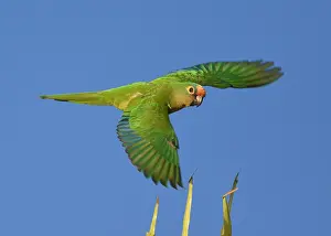 Images Dated 19th August 2017: Peach-fronted Parakeet, Eupsittula aurea