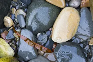 Pebble Prints: Pebbles
