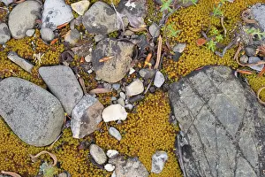 Images Dated 23rd May 2015: Pebbles