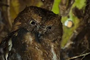 Images Dated 20th February 2006: Pemba Dwergooruil, Malagasy Scops-Owl, Otus rutilus