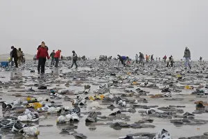 Images Dated 10th February 2006: People collecting cargo spill on the beach, Strandjutters Tersch