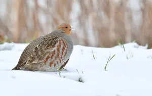 Images Dated 8th February 2021: Perdix perdix
