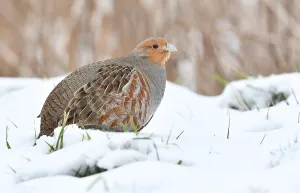 Images Dated 8th February 2021: Perdix perdix