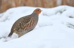 Images Dated 8th February 2021: Perdix perdix