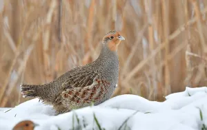 Images Dated 8th February 2021: Perdix perdix