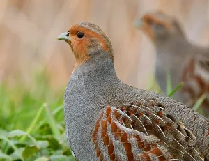 Images Dated 31st January 2021: perdix perdix