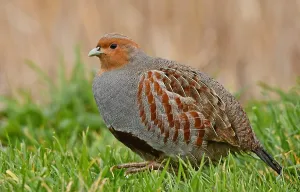 Images Dated 31st January 2021: perdix perdix