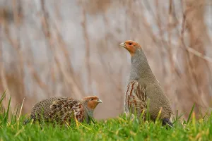 Images Dated 6th February 2021: perdix perdix