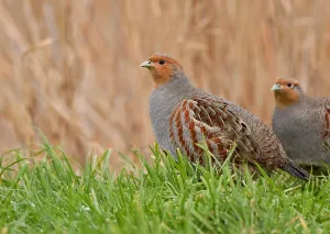 Images Dated 31st January 2021: perdix perdix