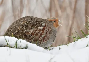 Images Dated 8th February 2021: Perdix perdix