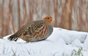 Images Dated 8th February 2021: Perdix perdix