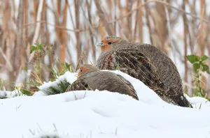 Images Dated 8th February 2021: Perdix perdix