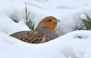 Images Dated 8th February 2021: Perdix perdix