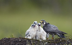 Images Dated 6th July 2016: Peregrine Falcon, Falco peregrine