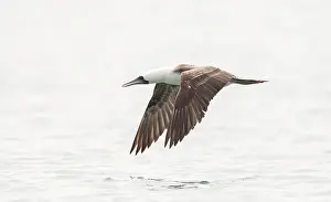 Images Dated 9th September 2015: Peruvian Booby, Sula variegata
