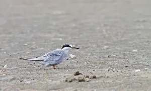 Humboldtstern Prints: Peruvian Tern, Sternula lorata