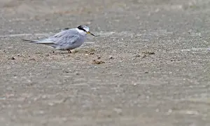 Humboldtstern Prints: Peruvian Tern, Sternula lorata