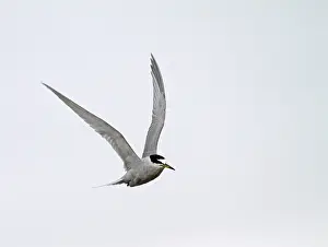 Images Dated 20th July 2011: Peruvian Tern, Sternula lorata