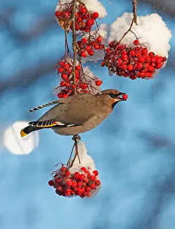 pestvogel bohemian waxwing bombycilla garrulus