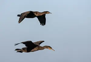 Neglectus Prints: Phalacrocorax neglectus