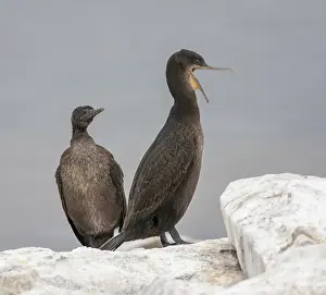 Images Dated 10th December 2007: Phalacrocorax neglectus