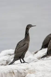 Images Dated 10th December 2007: Phalacrocorax neglectus