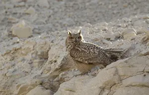 Images Dated 16th March 2013: Pharao Eagle-Owl, Bubo ascalaphus