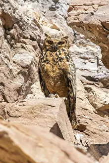 Bubo Prints: Pharaoh Eagle-Owl, Woestijnoehoe, Bubo ascalaphus ascalaphus