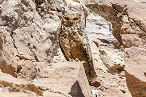 East Prints: Pharaoh Eagle-Owl, Woestijnoehoe, Bubo ascalaphus ascalaphus