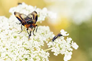 Phasia hemiptera