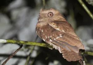 Batrachostomus Prints: Philippine Frogmouth, Batrachostomus septimus