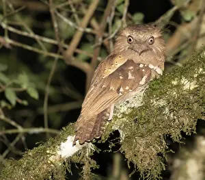 Batrachostomus Prints: Philippine frogmouth, Batrachostomus septimus