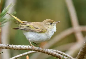 Images Dated 22nd May 2021: Phylloscopus bonelli
