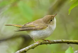 Images Dated 22nd May 2021: Phylloscopus bonelli
