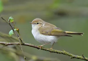 Images Dated 22nd May 2021: Phylloscopus bonelli