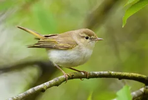 Images Dated 22nd May 2021: Phylloscopus bonelli