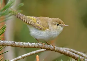 Images Dated 22nd May 2021: Phylloscopus bonelli
