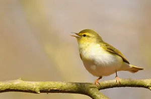 Images Dated 25th April 2021: Phylloscopus sibilatrix