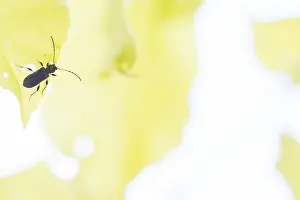 Images Dated 28th May 2021: Phymatodes rufipes