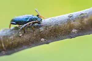 Images Dated 28th May 2021: Phymatodes rufipes