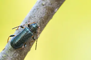Images Dated 28th May 2021: Phymatodes rufipes