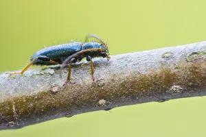 Images Dated 28th May 2021: Phymatodes rufipes